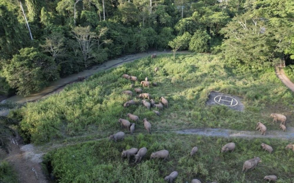 gajah-pygmy.jpg